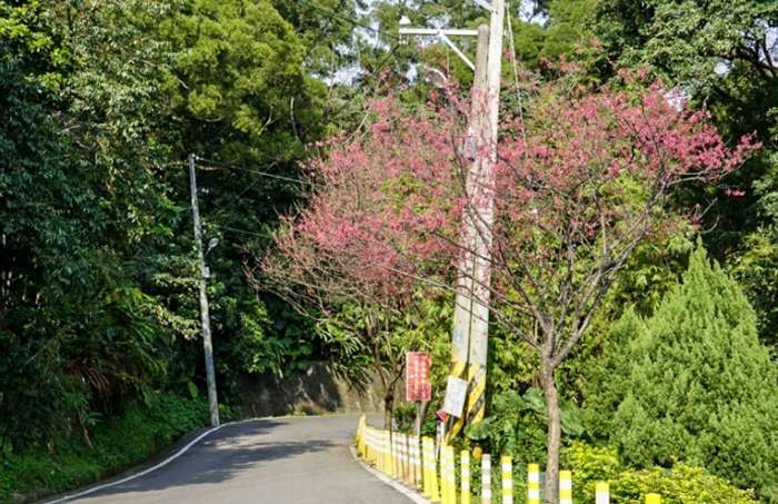 大同山登山步道生態