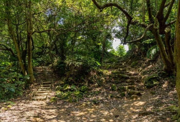 大棟山登山步道路線