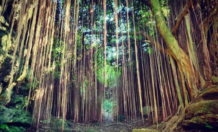 柴山登山路線