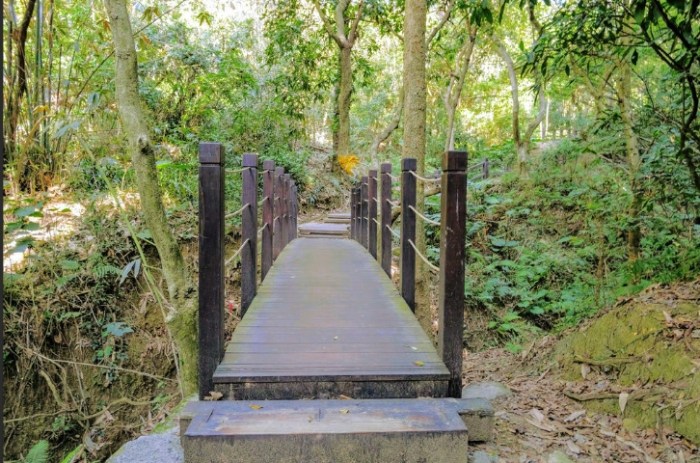 大坑七號登山步道生態 大坑七號登山步道生態