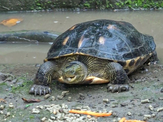 寵物龜飼養