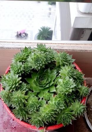 觀音蓮
