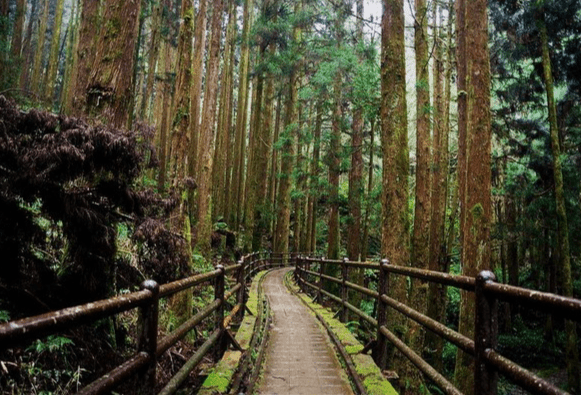 聖母登山步道 聖母登山步道