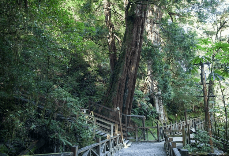 柴山登山步道 柴山登山步道