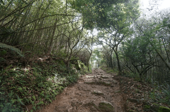 大凍山登山步道路線 大凍山登山步道路線