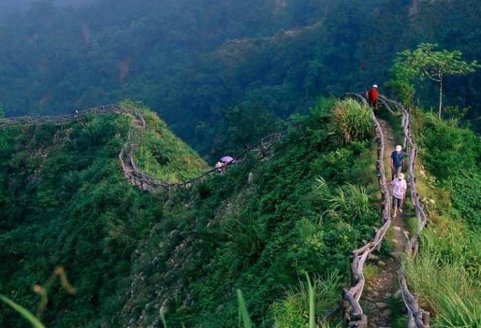大坑十號登山步道的生態 大坑十號登山步道的生態